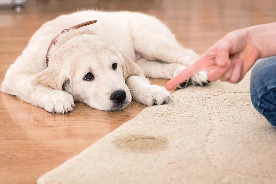 پاک کردن لکه ادرار حیوانات خانگی از فرش